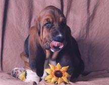 brutussunflower-1.jpg
